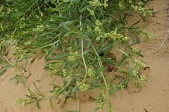 Nitraria schoberi