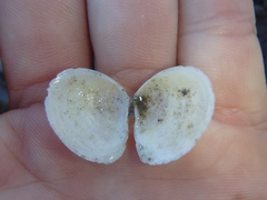 Macomona deltoidalis