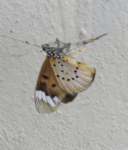 White-barred Amber