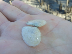 Macomona deltoidalis