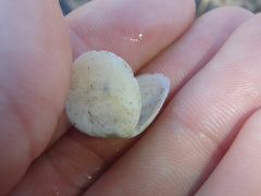 Macomona deltoidalis