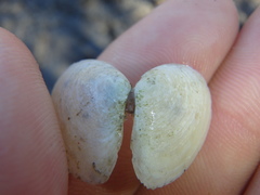 Macomona deltoidalis