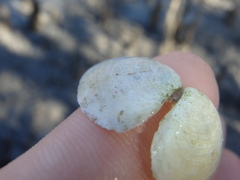 Macomona deltoidalis