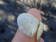 Macomona deltoidalis