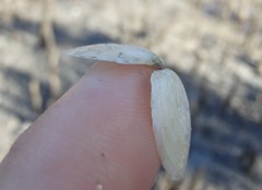 Macomona deltoidalis