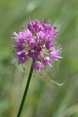 Allium cretaceum