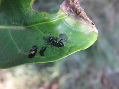 Polyrhachis clio
