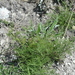 Lomelosia isetensis - Photo (c) Vadim Prokhorov, μερικά δικαιώματα διατηρούνται (CC BY-NC)