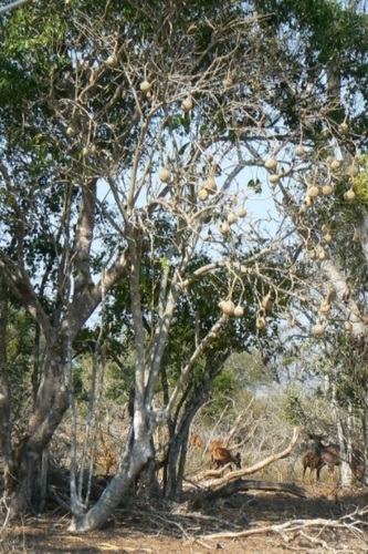 three-fingerbush (Cladostemon kirkii)