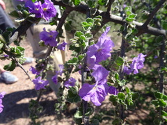 Citharexylum flabellifolium