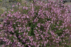 Chamaenerion colchicum