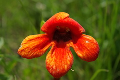 Phelypaea coccinea