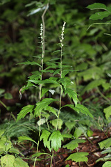 Artemisia stolonifera