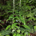 Artemisia stolonifera - Photo (c) V.S. Volkotrub, vissa rättigheter förbehållna (CC BY-NC), uppladdad av V.S. Volkotrub