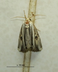 Anedhella rectiradiata