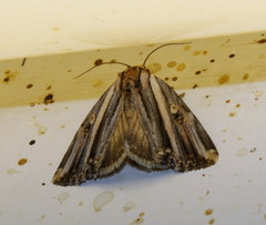 Anedhella rectiradiata