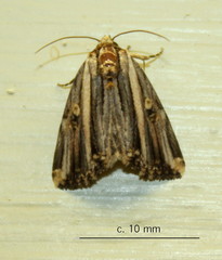 Anedhella rectiradiata