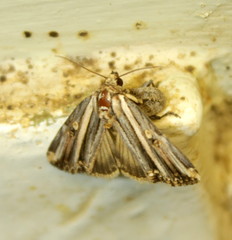 Anedhella rectiradiata
