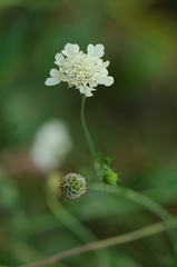 Scabiosa bipinnata