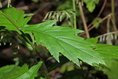 Artemisia stolonifera