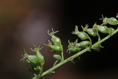 Artemisia stolonifera