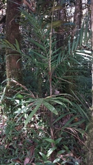Dypsis concinna