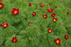 Paeonia tenuifolia