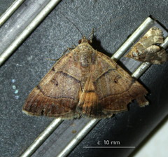 Plecopterodes moderata