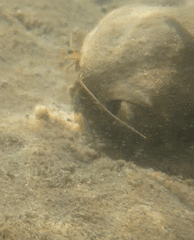 Clibanarius longitarsus