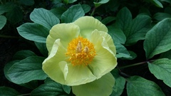 Paeonia mlokosewitschii