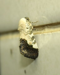 Acontia discoidea