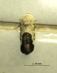 Acontia discoidea