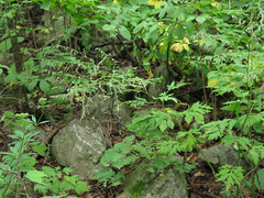 Artemisia sylvatica