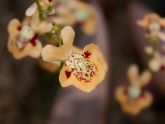Utricularia fulva