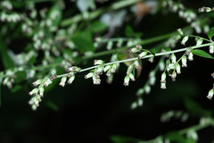 Artemisia sylvatica