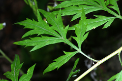 Artemisia sylvatica