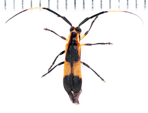 Tyrinthia capillata