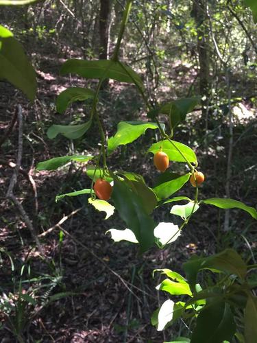 Cassinopsis ilicifolia (Cassinopsis ilicifolia)