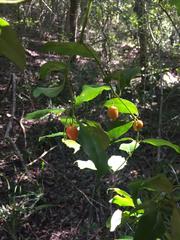 Cassinopsis ilicifolia