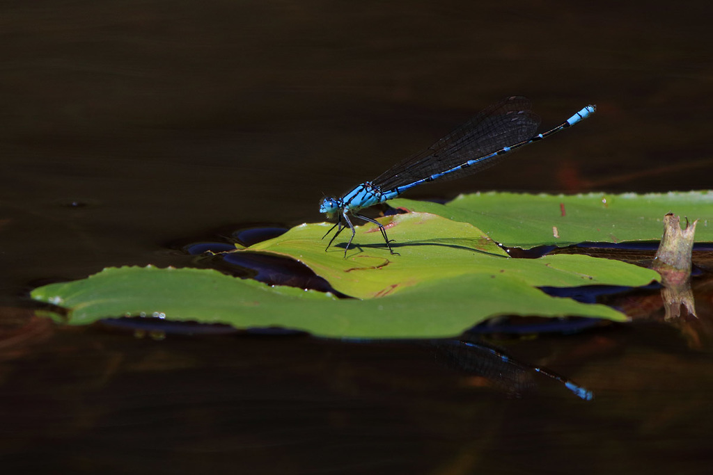 Caliagrion