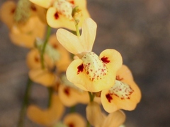 Utricularia fulva