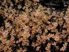 Utricularia fulva