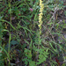 Artemisia tanacetifolia - Photo (c) V.S. Volkotrub, algunos derechos reservados (CC BY-NC), uploaded by V.S. Volkotrub