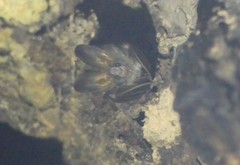 Megaderma spasma