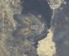 Megaderma spasma