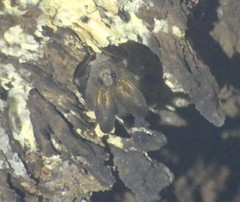 Megaderma spasma