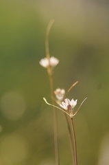 Allium rupestre