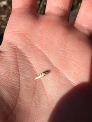 Papillifera papillaris