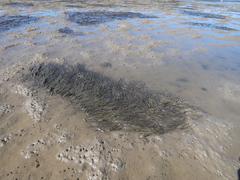 Zostera capricorni