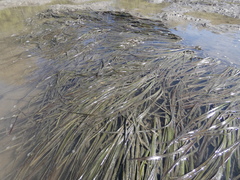 Zostera capricorni